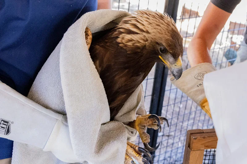 Águila real en libertad
