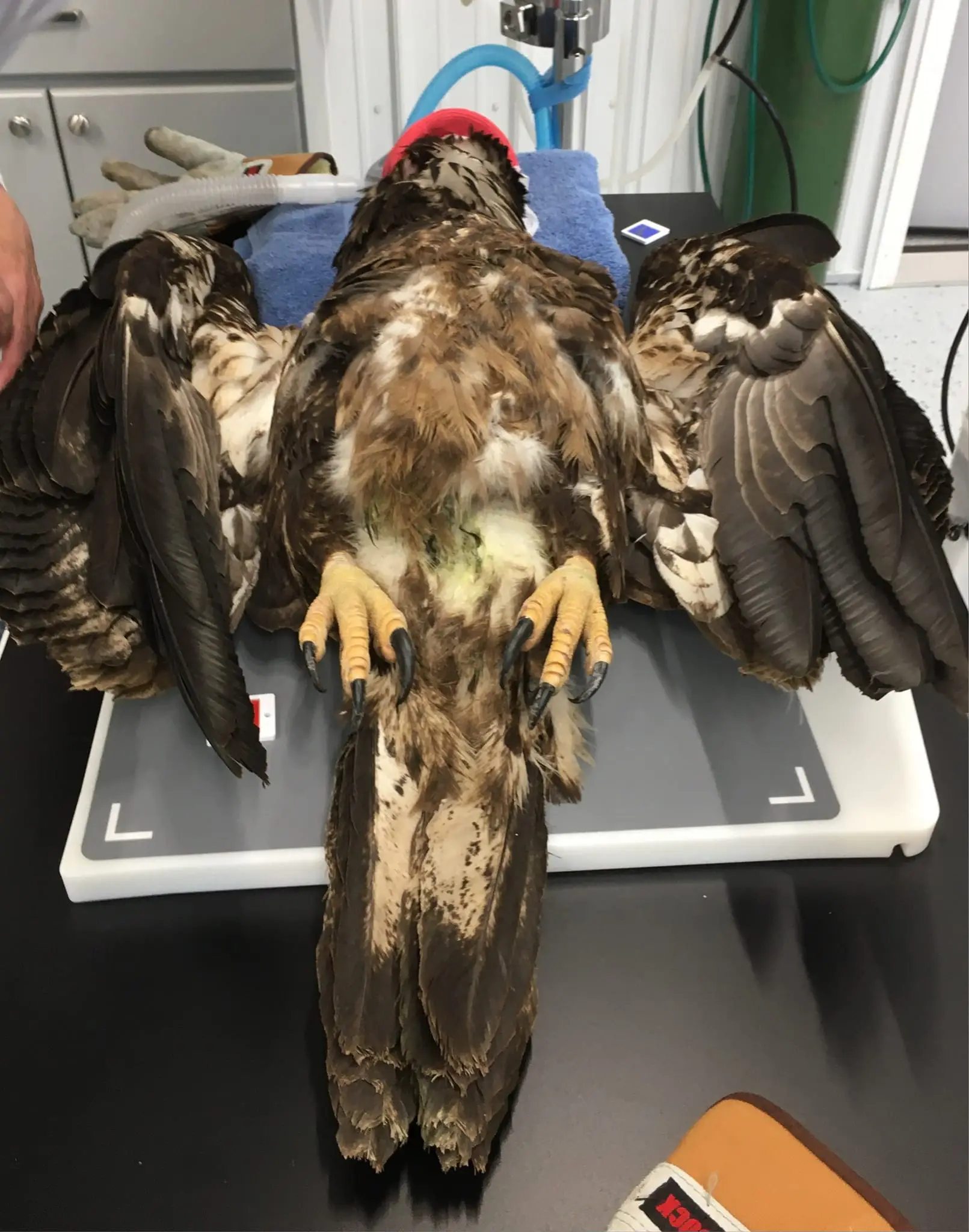 Procedimiento veterinario de emergencia